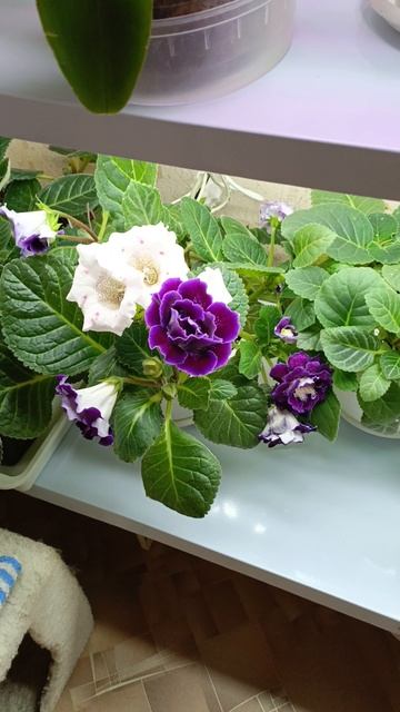 Обзорчик на сеянцы глоксиний в конце сентября 😍🌹🌹🌹🌱🌱🌱🌿🌿🌿 #глоксиния #сеянцы #осень смотреть онлайн