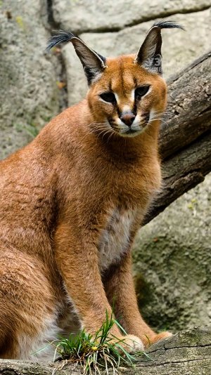 Какие дикие кошачьи приручаются?