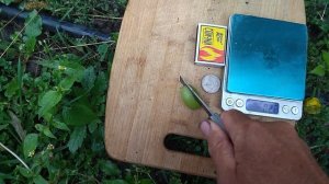 К-ш Шерлок селекции США первого класса Безсемянности.