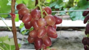 ОЧЕРЕДНАЯ ЭФФЕКТНАЯ НОВИНКА ОТ КАЛУГИНА!!!🍇🍇🍇 Telegram , WhatsApp и Vlber +79528500417.