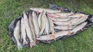 РЫБАЛКА. КУЧУК Алтайский Край