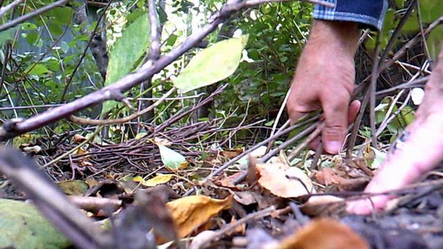 Удаление садовой поросли