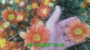 Обзор цветения корейской хризантемы 18.09.25 часть 2. Отправка маточников почтой России