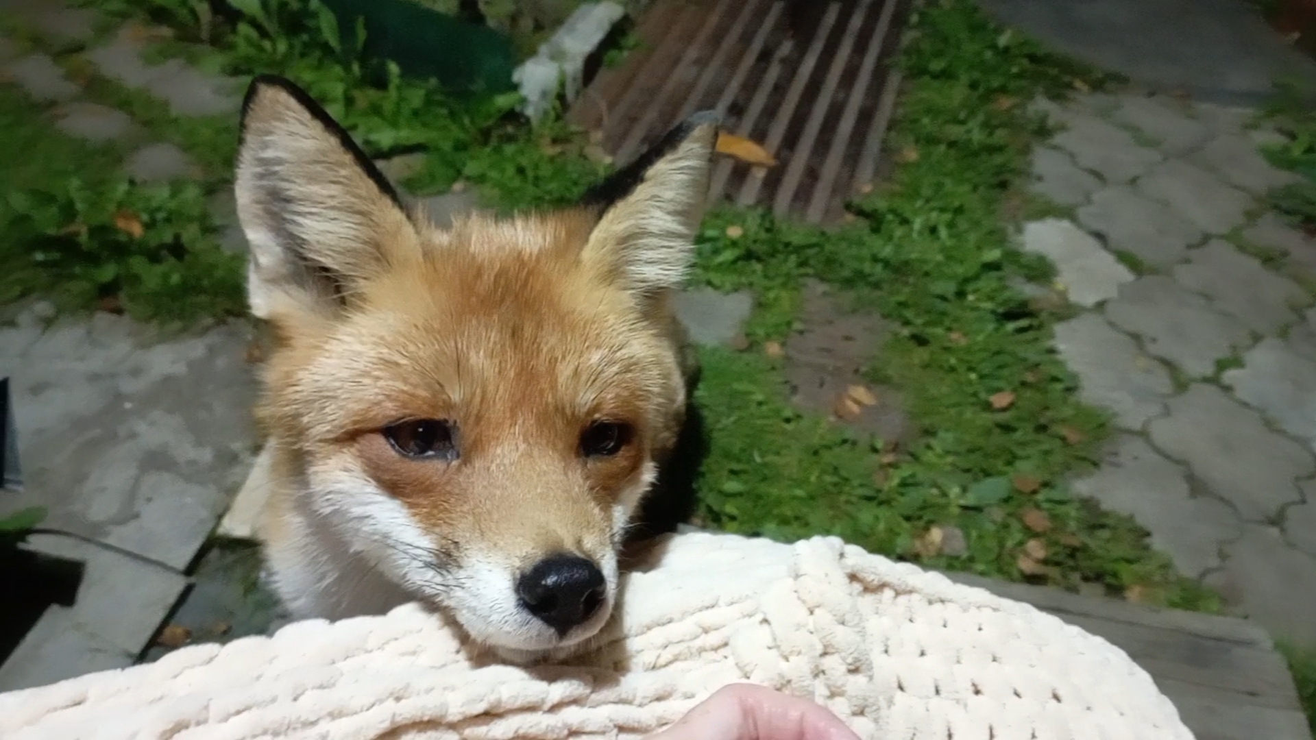 (1126) Лиса приходит в гости. Сентябрь 2025 смотреть онлайн