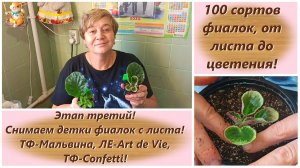 100 сортов фиалок, от листа до цветения! Этап третий! Снимаем детки фиалок с листа!