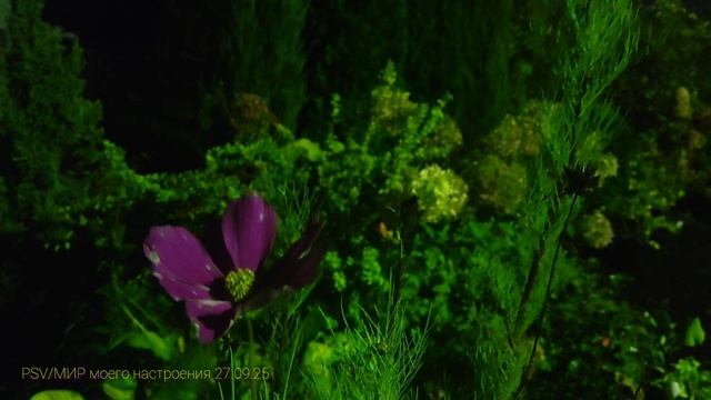 27.09.25 Дача.Вечер суббота. смотреть онлайн