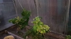 СОБРАЛИ ПОСЛЕДНИЙ УРОЖАЙ 🍅🥒🌶ВЫКОПАЛИ ЦВЕТЫ, ВЫРВАЛИ ВСЁ.