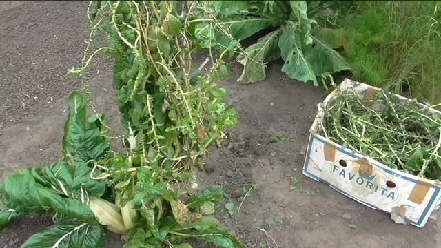 Свои семена мангольда