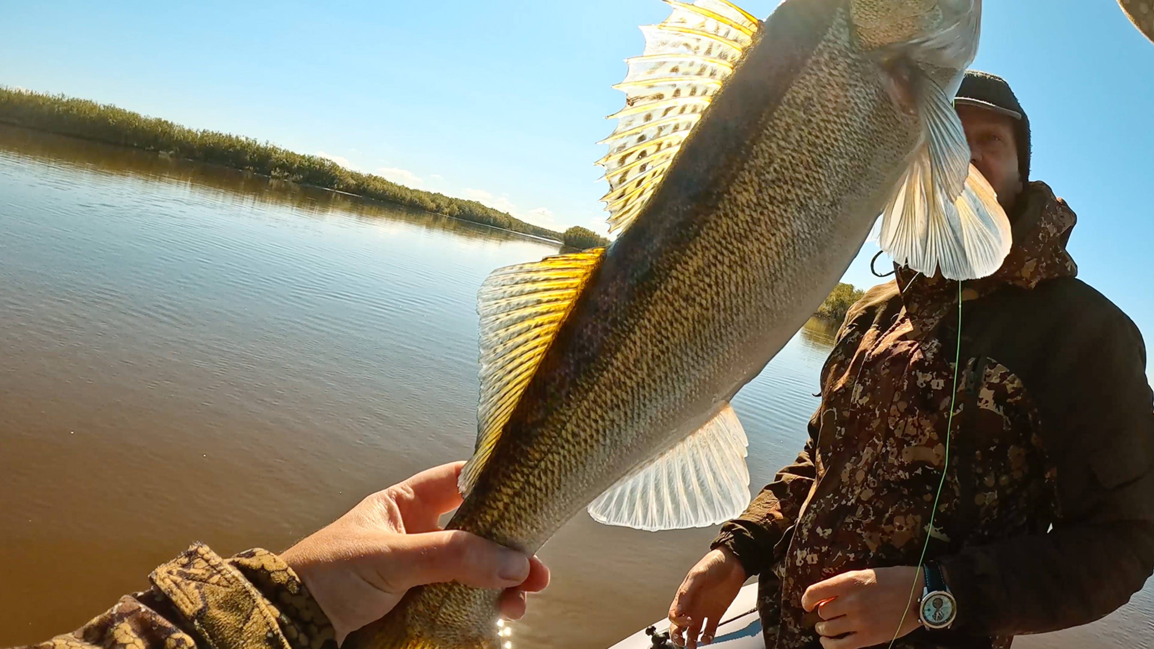 ХОРОШИЙ СУДАК на обычную приманку, рыбалка осенью смотреть онлайн