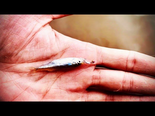 НаноМормышинг.Три Локации.Три Вида Рыбы. смотреть онлайн