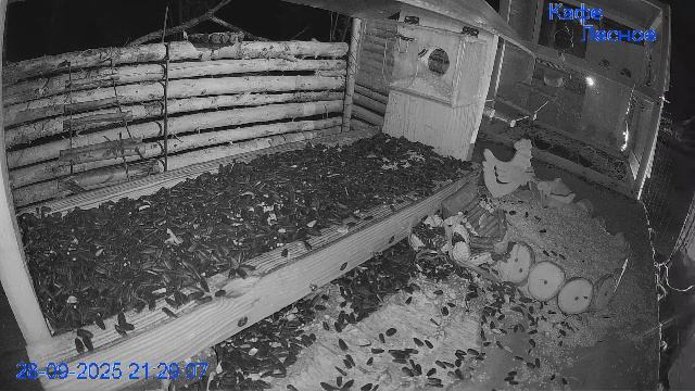 🔴24/7 Кормушка в лесу онлайн "Кафе Лесное" #Relaxing #природа #звуки леса #сентябрь смотреть онлайн