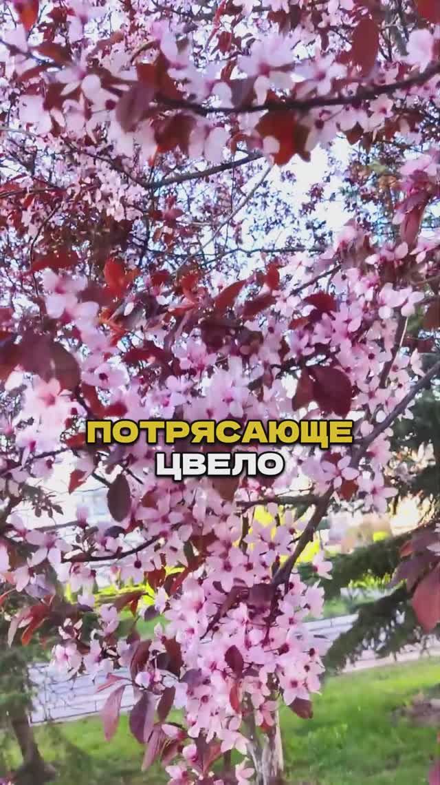 ЦВЕТЁТ так красиво, что СОСЕДИ будут ЗАВИДОВАТЬ 🌺👀 смотреть онлайн