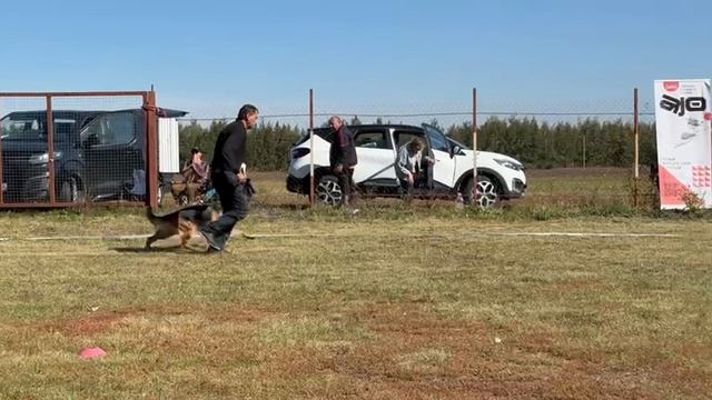 1 Отл. КЧК ЖДАНА из Дружины Пересвета +++ №24. ВОРОНЕЖ 21 сентября`25 Моно немецких овчарок