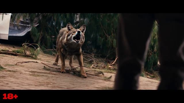 «Ночь койота»
Трейлер смотреть онлайн