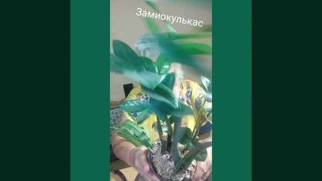 Замиокулькас