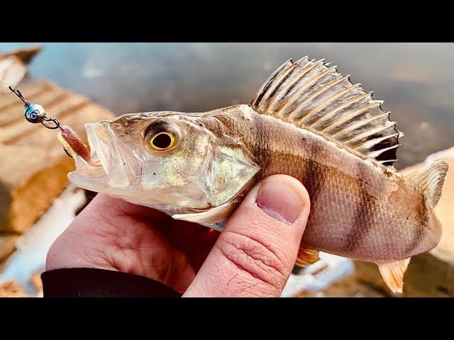 Наноджиг в -29°.Москварецкий Окунь#мормышинг#наноджиг#мормоны#микроджиг смотреть онлайн