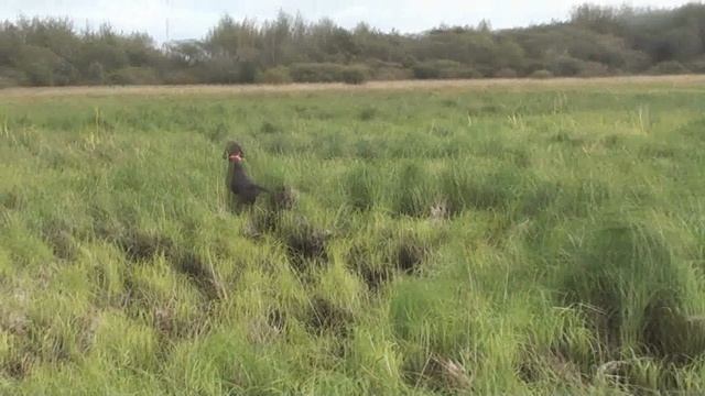 Курцхаар Женева - первые работы по гаршнепу. смотреть онлайн