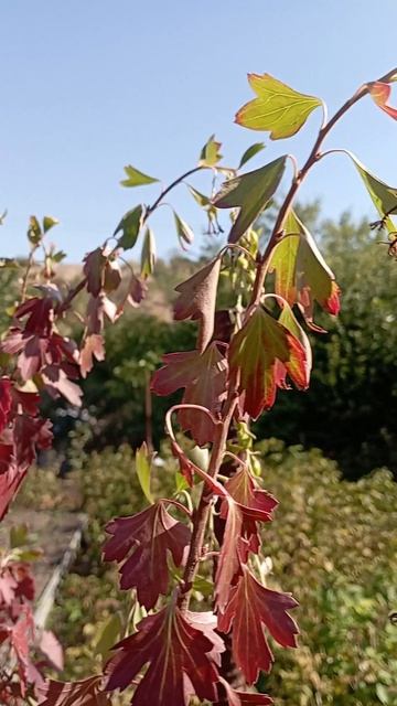 в Крыму снова спеет чëрная смородина 😃 смотреть онлайн