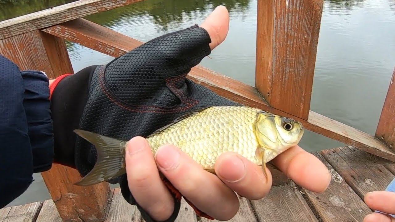 Мормышинг.Похолодание и Карась.#мормышинг #мормоны смотреть онлайн