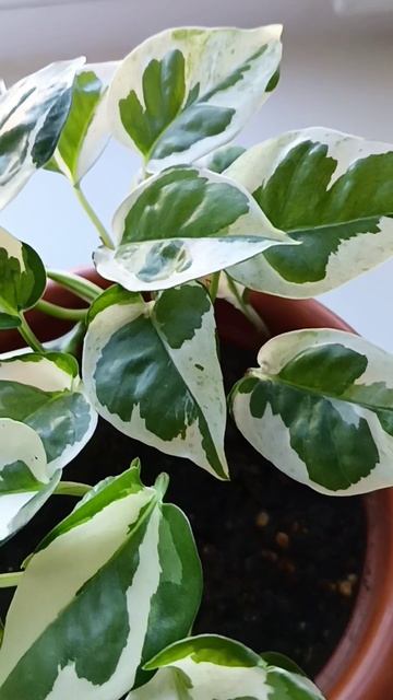 Эпипремнум принц 🤴 Н Джой смотреть онлайн