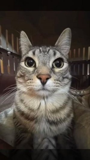 скачать зазу бесплатно мп4