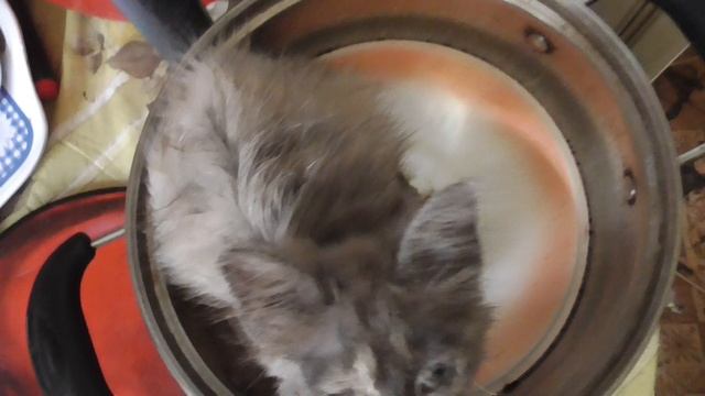котёнок гейша сидит в кострюле где хочу там и сежу