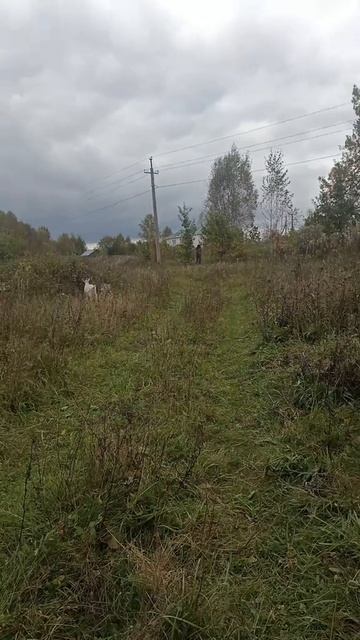 Прогулка с козами 🐐 смотреть онлайн