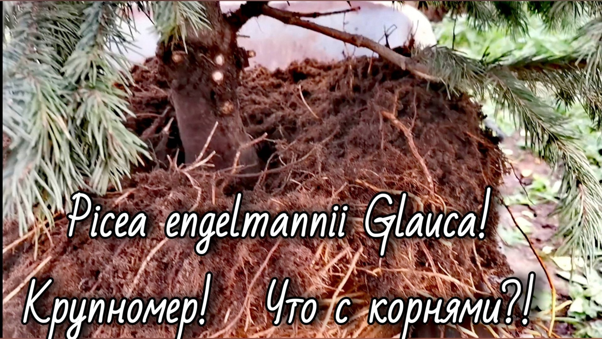 Picea engelmannii Glauca🔥Что с корнями?! 👍👎21.09.25 #Piceaengelmaniiglauca #garden #сад #посадка смотреть онлайн