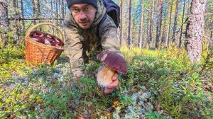 ШКВАЛ ЭМОЦИЙ ОТ ТАКОЙ ГРИБНОЙ ФАНТАСМАГОРИИ! НОВЫЙ СОСНОВЫЙ ЛЕС НАГРАДИЛ ФЕНОМЕНАЛЬНЫМИ БОРОВИКАМИ