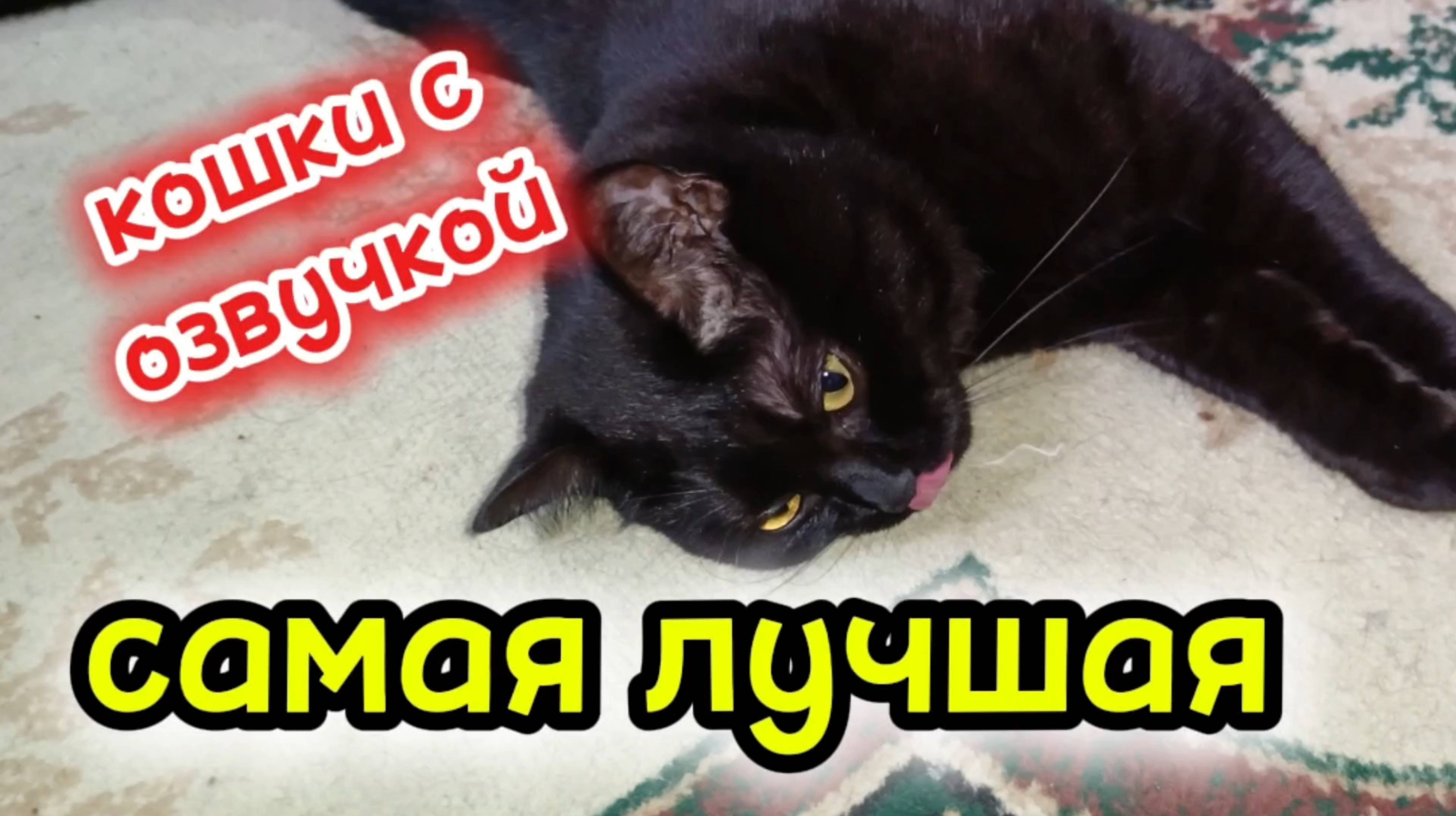 Кошки с озвучкой. смотреть онлайн