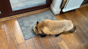 Лиса-Алиса. Лиса изучает новинки на кухне