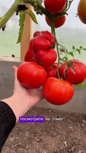 ПРОСТОЙ И ВКУСНЫЙ РЕЦЕПТ АДЖИКИ