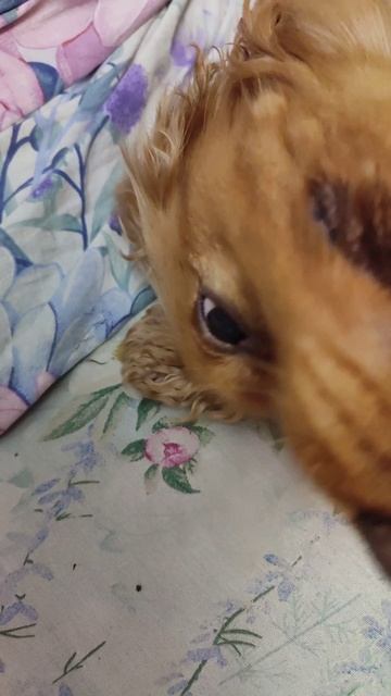 Ричи после спа-процедур)) смотреть онлайн