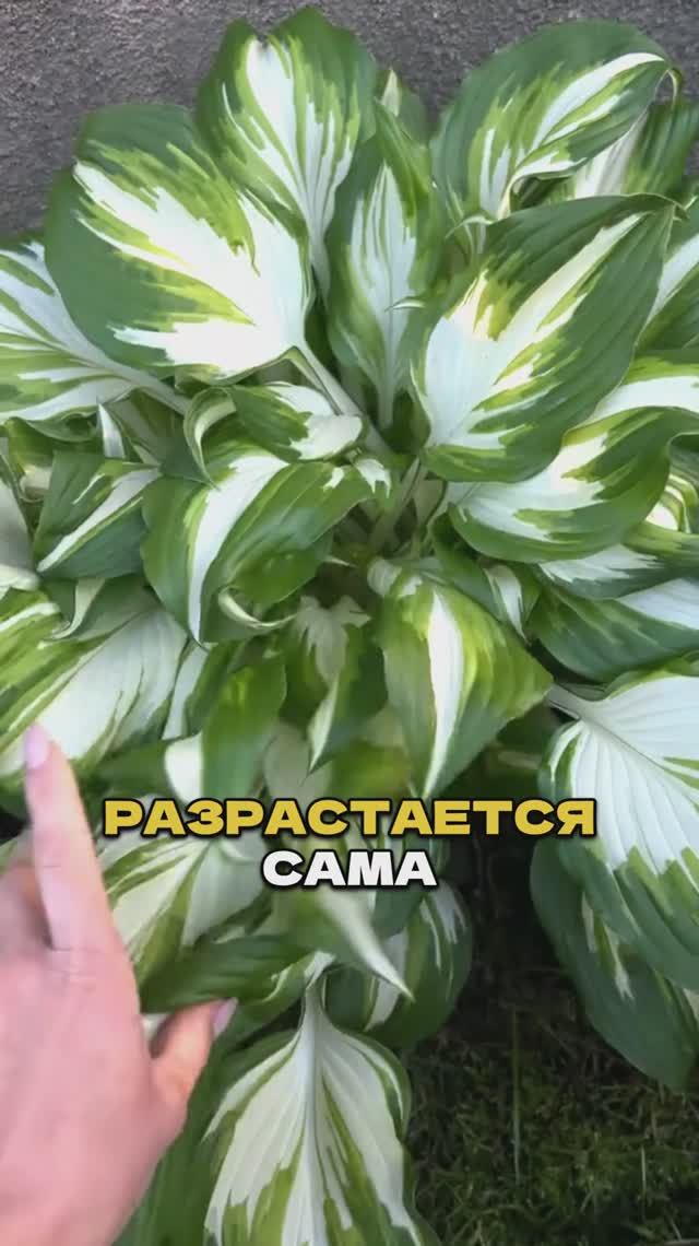 🌸 Сад на МИЛЛИОН 💎 без лишних хлопот смотреть онлайн