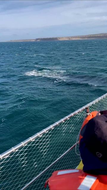 Аргентинские южные киты 🐋

#аргентина #патагония #вальдес #кит #argentina #patagonia #valdes #whale