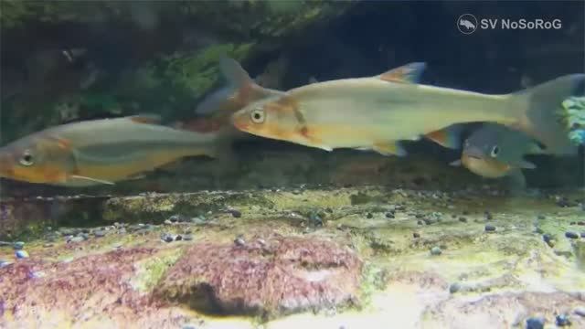 Где можно встретить представителей рода Угаи, Краснопёрки-угаи — Tribolodon Sauvage, 1883 ? смотреть онлайн