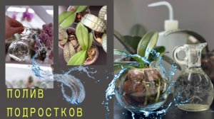 Микро-полив орхидей подростков. Почему ТАК МАЛО воды?!