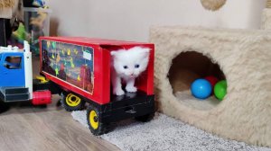 Мама-кошка и её котята. Белый котёнок играет с детскими игрушками.