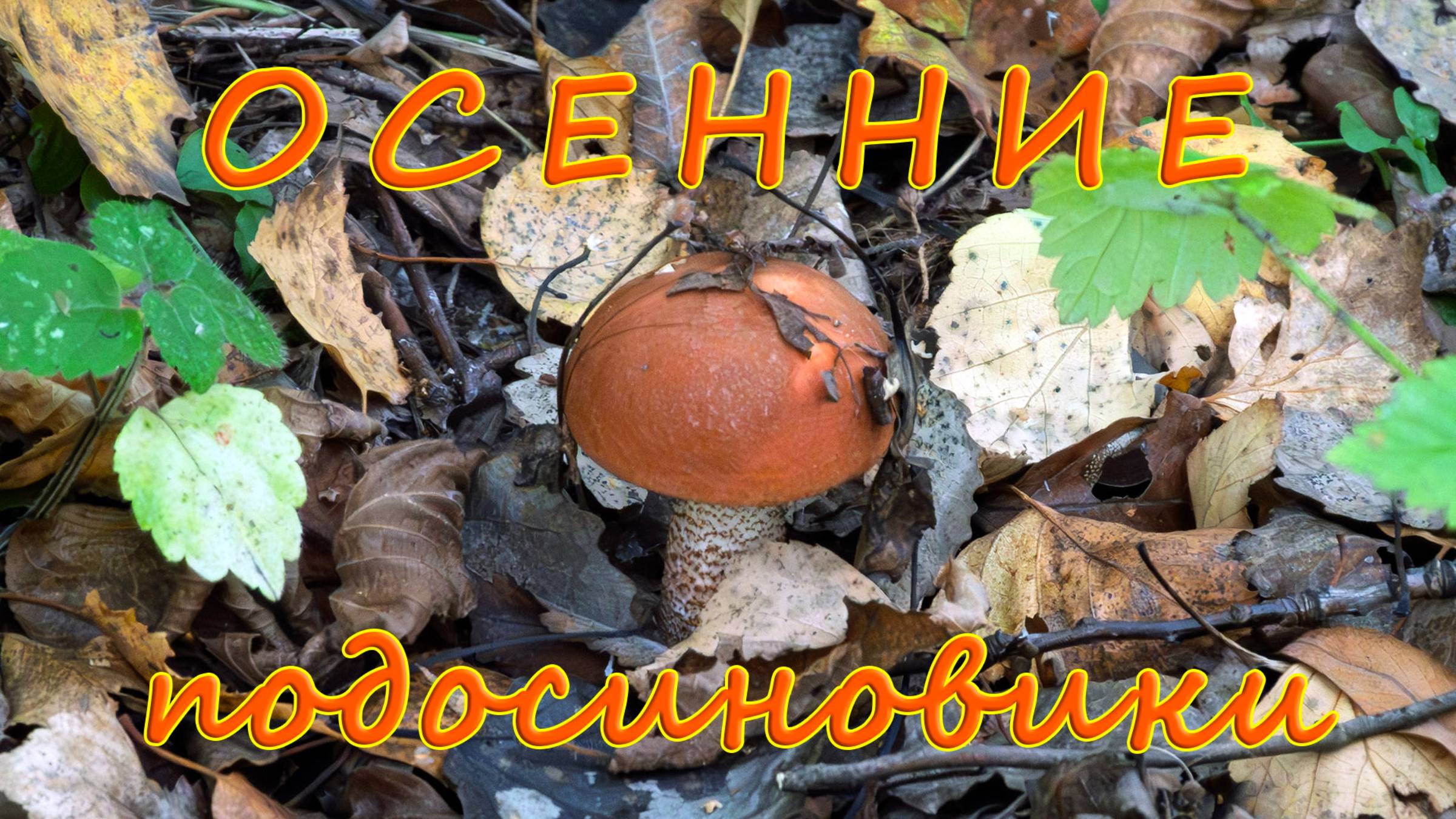 Осенние подосиновики! По грибы 2025!