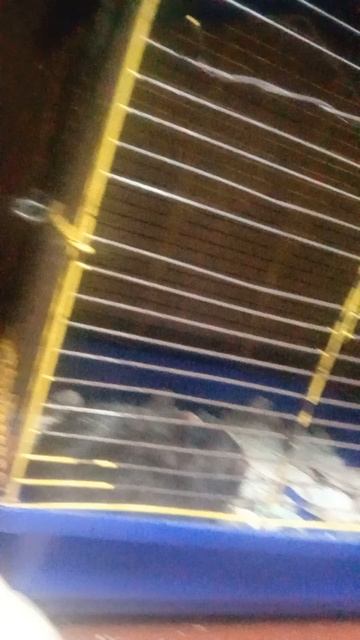 крысик смотреть онлайн