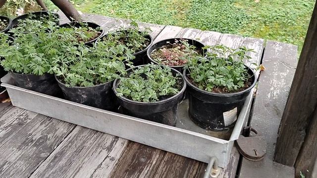 Сеянцы прострелов летней посадки 2025. Пора пикировать. смотреть онлайн