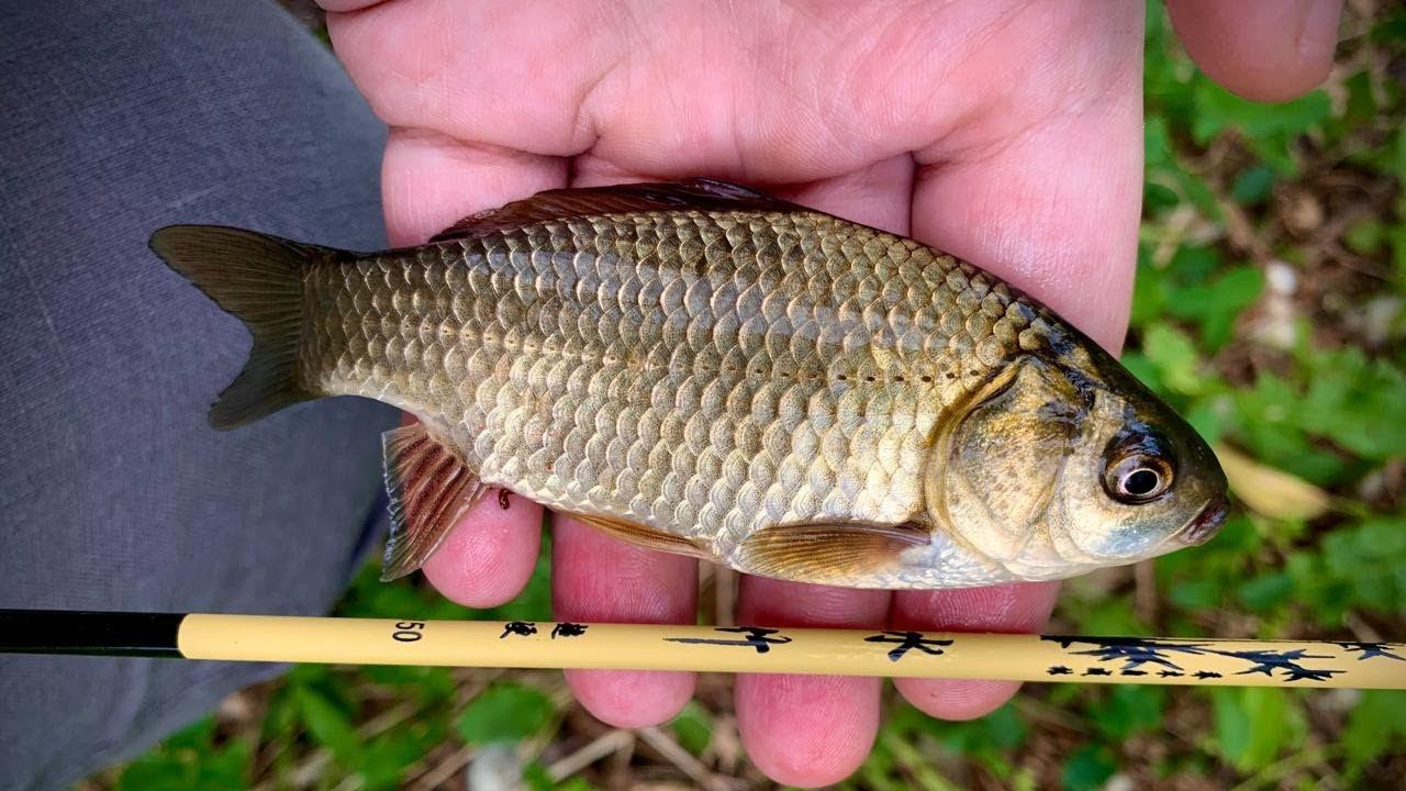 Микрофишинг в Центре Москвы на Японскую Оснастку. смотреть онлайн