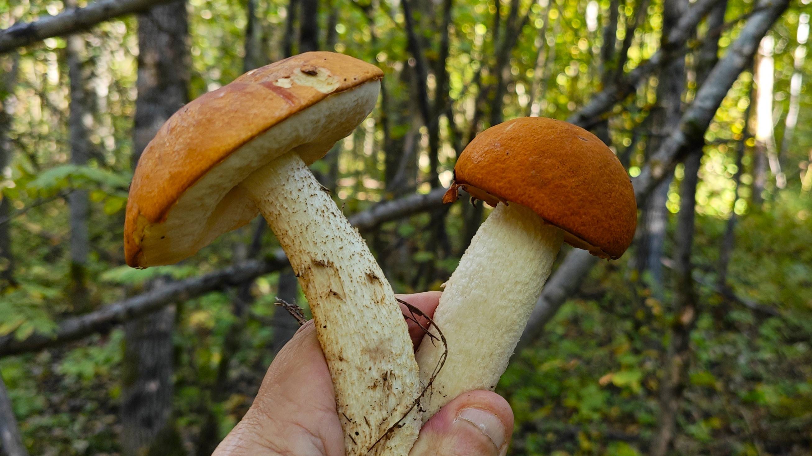 Осень на носу - подосиновик в лесу !