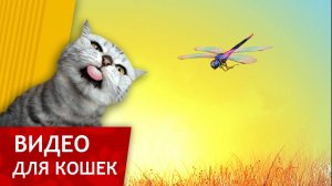Видео для кошек - Стрекоза на рассвете (Развлеки своего кота)