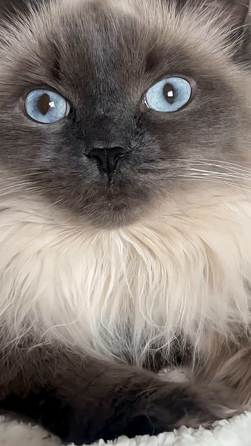 Ксюша⬛ #невскаямаскарадная #котики смотреть онлайн