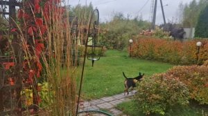 Дождь, а я без крыши). В теплице с помощником целый день