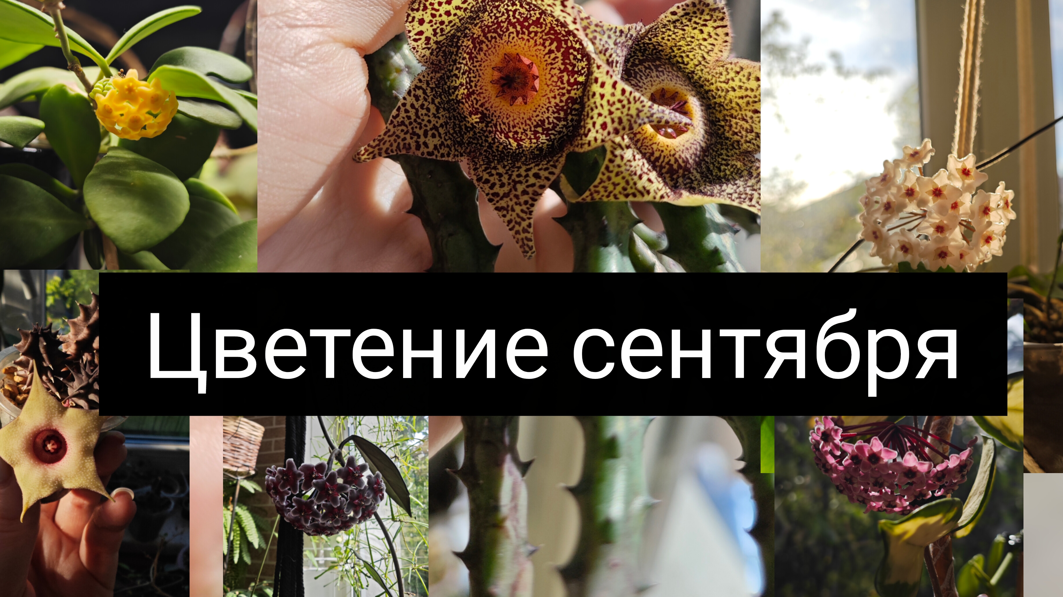 цветение хой в сентябре смотреть онлайн