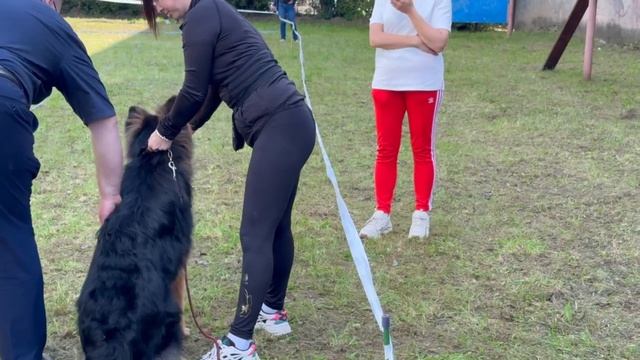 ЩЕНКИ КОБЕЛИ ДШ / КЧК ИЖЕВСК 14 сентября`25 Д.Трофимов Моно немецких овчарок