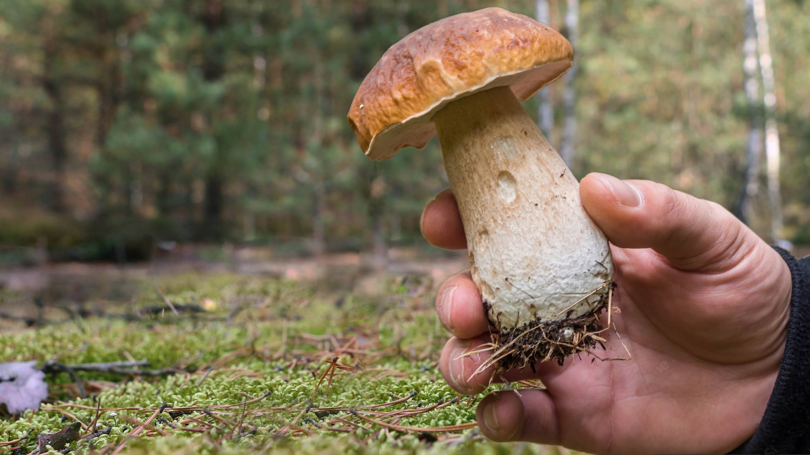 МЕЧТА ГРИБНИКА! БЕЛЫЕ ГРИБЫ растут на каждом шагу, успевай собирать!