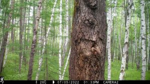 Сколько же вас  там